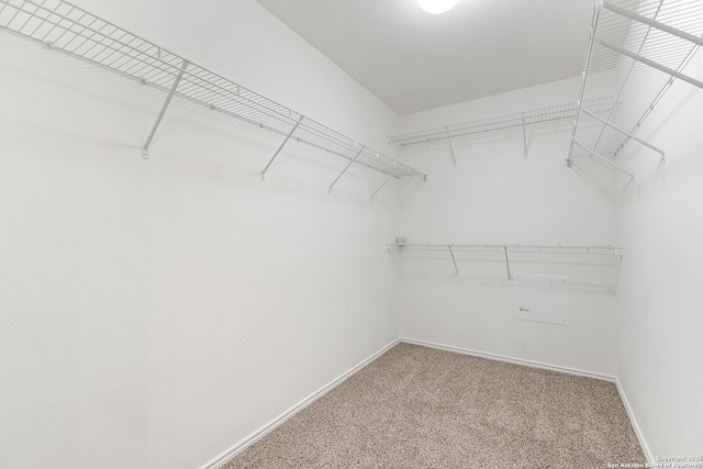 spacious closet with carpet floors