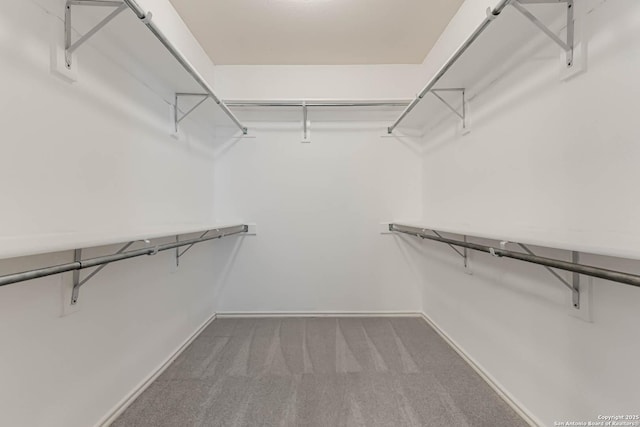 spacious closet featuring carpet flooring