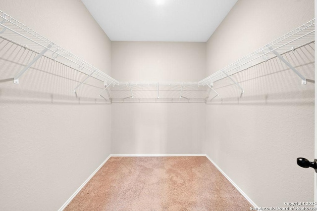 spacious closet featuring carpet floors