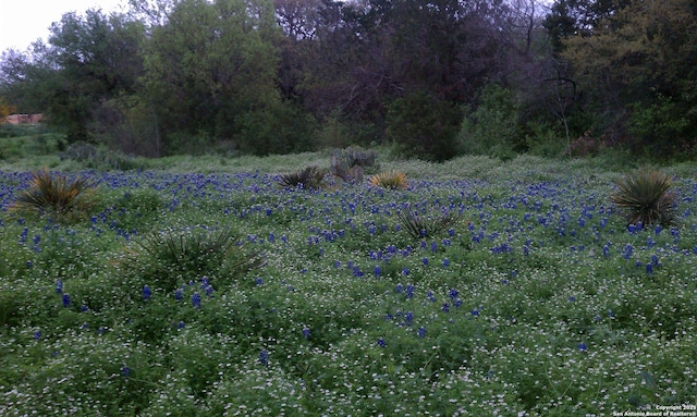 view of nature