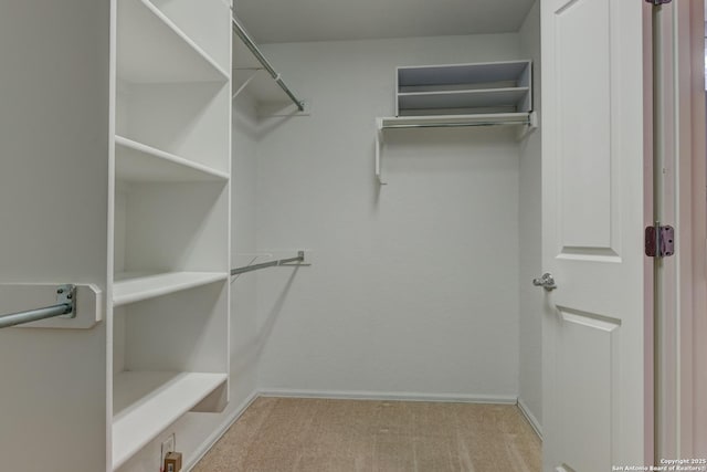 spacious closet featuring carpet