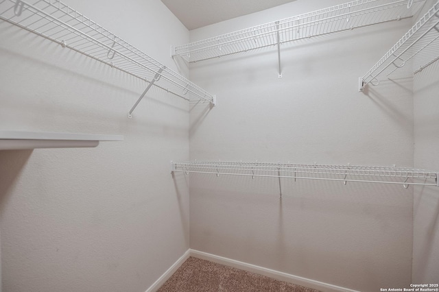 spacious closet featuring carpet