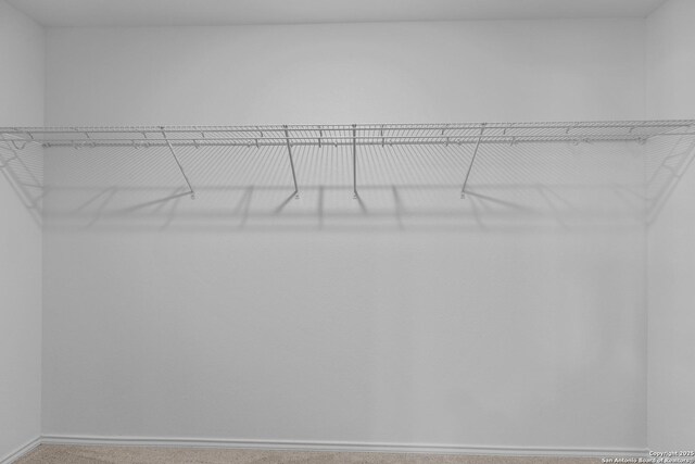 walk in closet featuring carpet