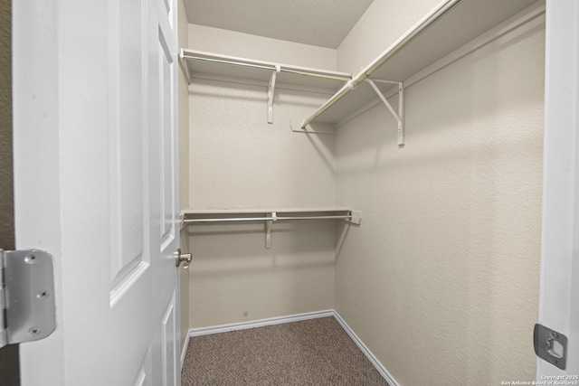 walk in closet with carpet