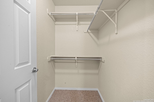 spacious closet featuring carpet floors