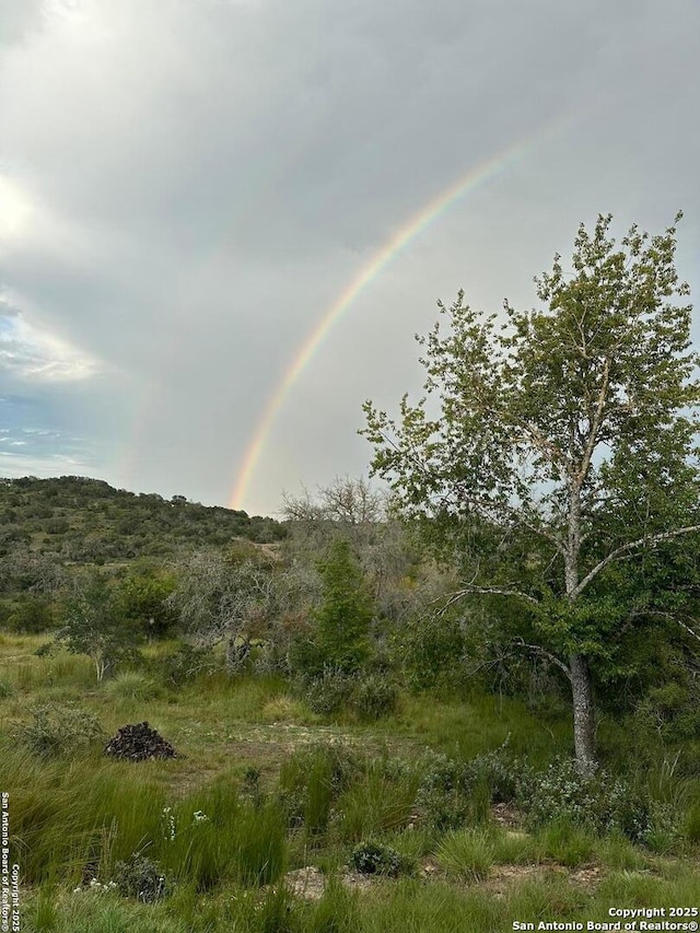 view of local wilderness