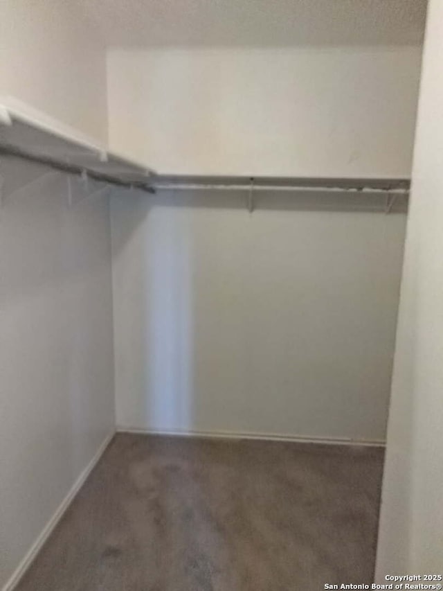 walk in closet featuring carpet flooring