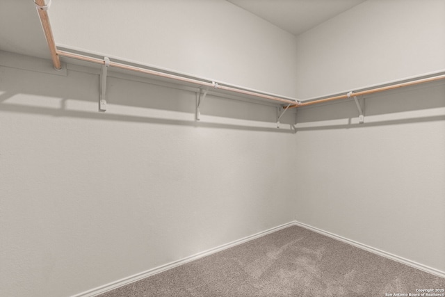 walk in closet featuring carpet flooring