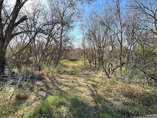 view of local wilderness