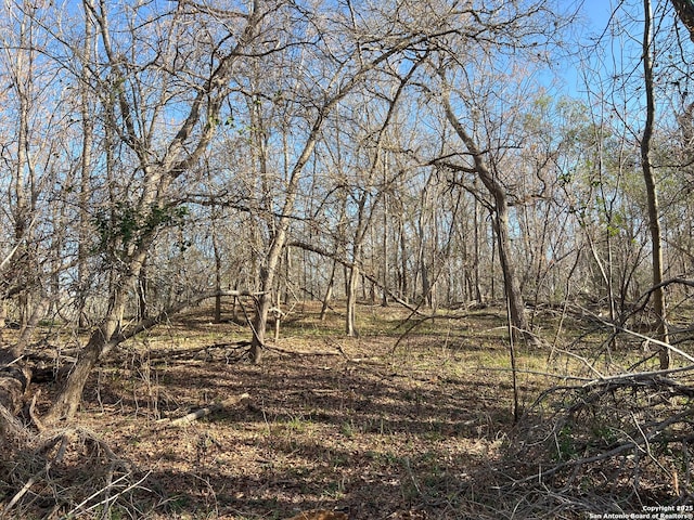 view of local wilderness