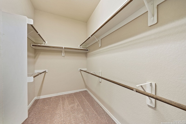 walk in closet featuring carpet floors