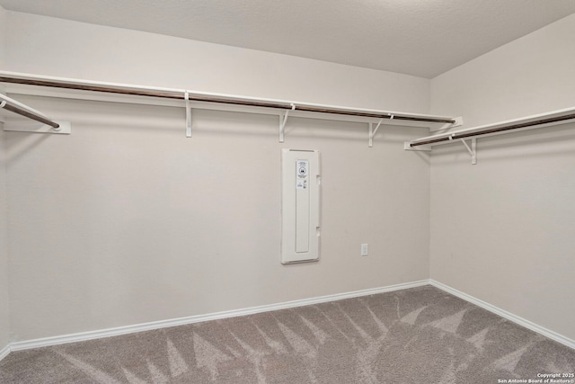 walk in closet with carpet flooring