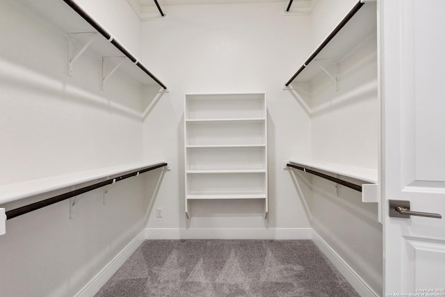 walk in closet with carpet floors