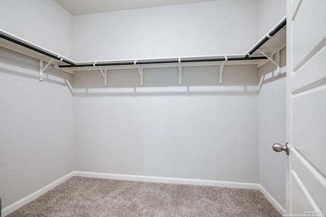 spacious closet featuring carpet flooring