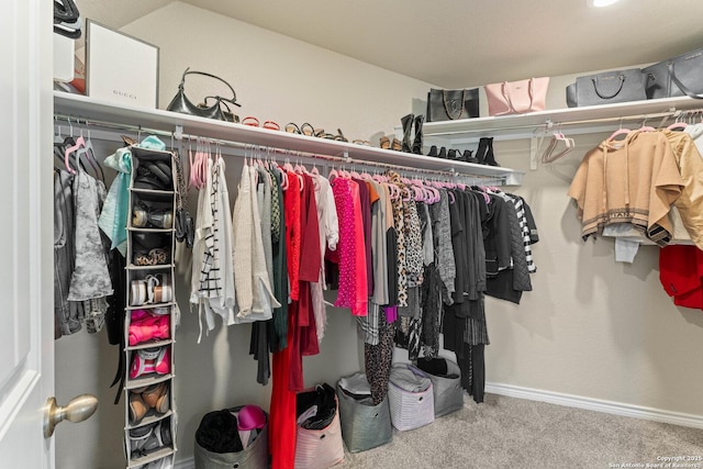 walk in closet featuring carpet floors