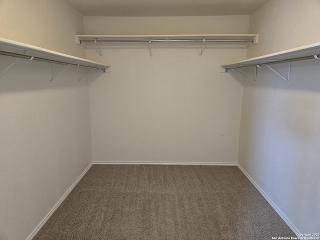 walk in closet featuring carpet floors