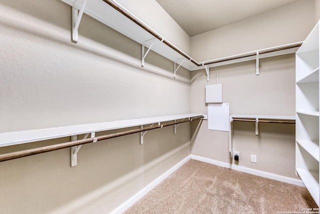 spacious closet featuring carpet