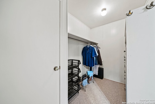 spacious closet featuring carpet