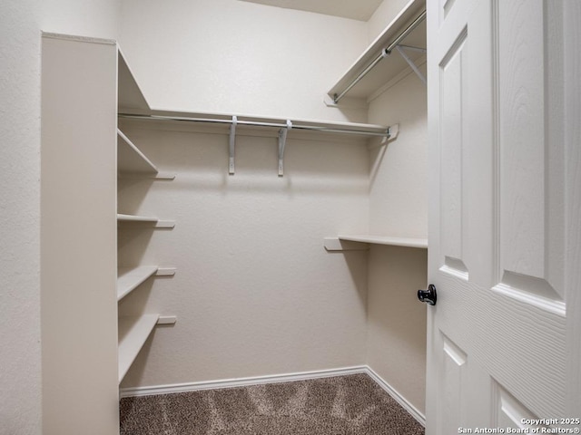 walk in closet with carpet floors