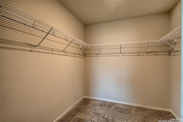 walk in closet featuring carpet flooring