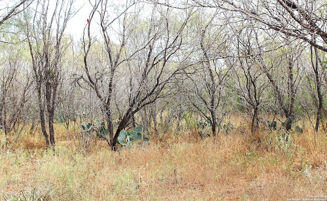 view of local wilderness with a forest view