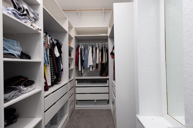 walk in closet with carpet floors