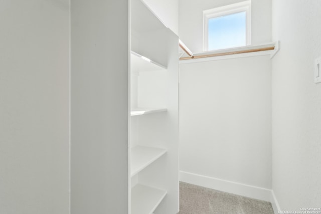 walk in closet with carpet floors