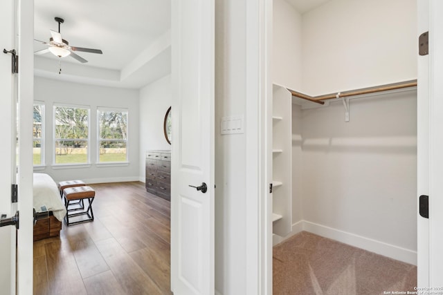 spacious closet with a ceiling fan, a tray ceiling, and wood finished floors