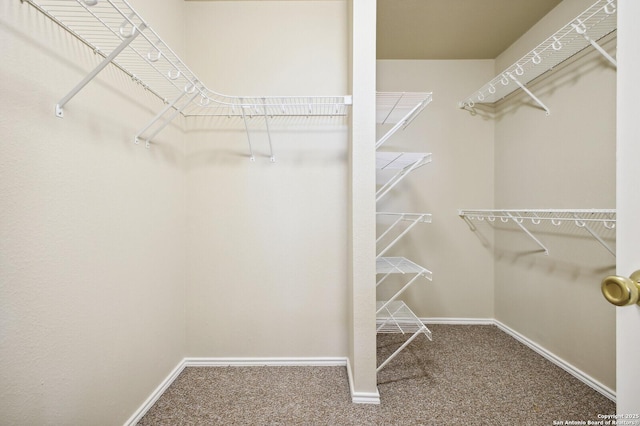 walk in closet featuring carpet floors