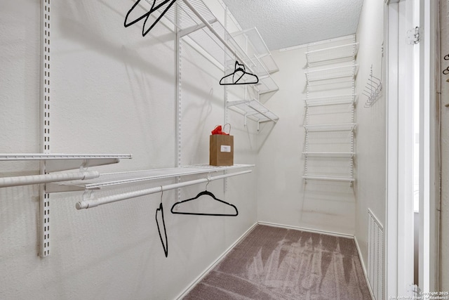 walk in closet featuring visible vents and carpet floors