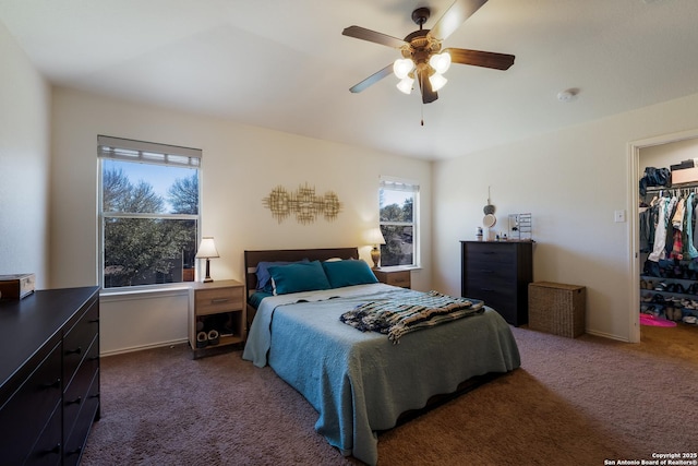 bedroom with a ceiling fan, baseboards, a closet, a walk in closet, and dark carpet