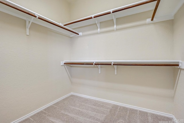 walk in closet featuring carpet