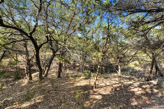 view of local wilderness