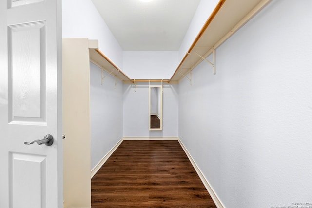 spacious closet featuring wood finished floors