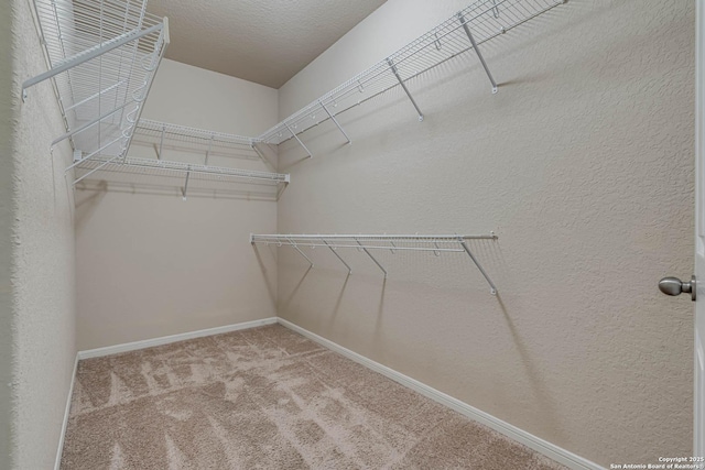 spacious closet featuring carpet flooring