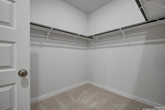 spacious closet featuring carpet flooring