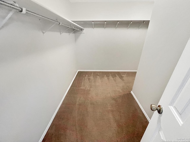 walk in closet featuring carpet floors