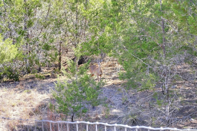 view of local wilderness