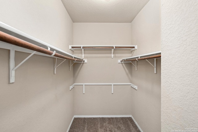 spacious closet featuring carpet floors