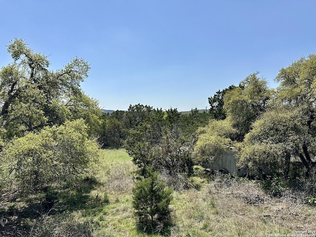 view of local wilderness