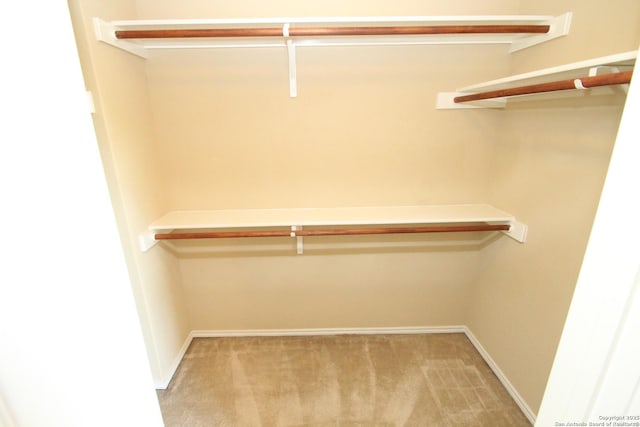 walk in closet featuring carpet floors