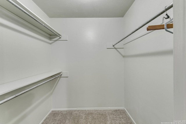 walk in closet with carpet flooring