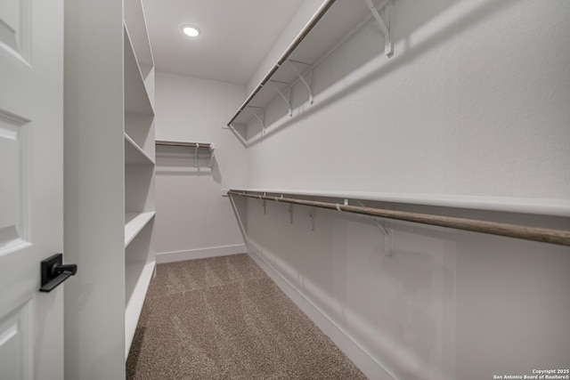 walk in closet with carpet flooring