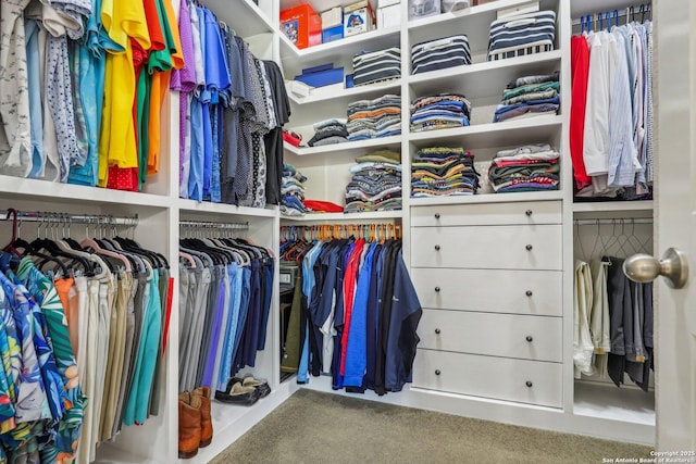 spacious closet featuring carpet floors