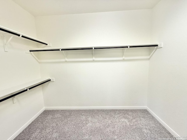 spacious closet featuring carpet floors