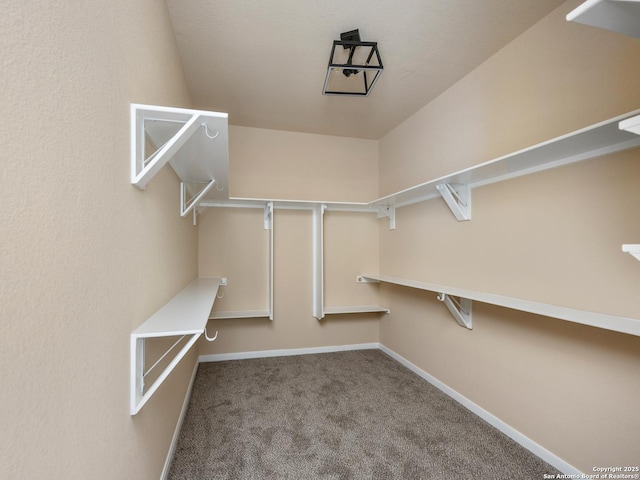 walk in closet featuring carpet flooring