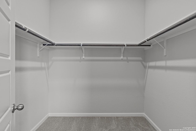 spacious closet featuring carpet