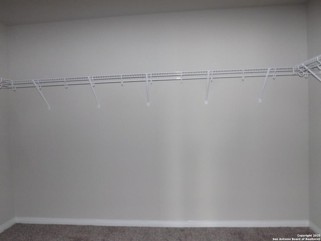 walk in closet featuring carpet flooring