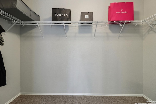 walk in closet featuring carpet flooring