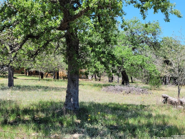 view of local wilderness